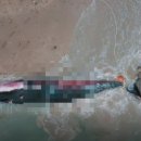 고래뱃속 이미지