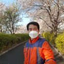 장안벚꽃길 이미지