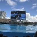 [일본 나고야 여행] 나고야항 수족관 내돈내산 솔직 후기🐬 입장료, 돌고래쇼 명당, 볼거리 총정리!