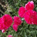 장미마트 이미지