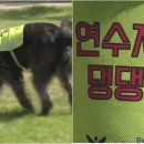 행인 이미지