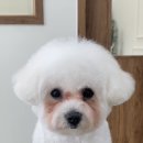 바림 펫그루밍샵 이미지