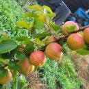 억만농장 이미지