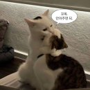 보배식당 이미지