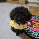 경기도 수원시 권선구 동수원로146번길 46-19 (곡반정동) | 수원 권선구 애견미용 추천 디어펫살롱 솔직 리뷰