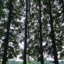 경기도 안성시 삼죽면사무소 | 안성 풍사니랑 - 주차 이용안내 메타세콰이어길 안성카페추천 안성대형카페 풍산개카페