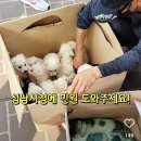 38도 땡볕에서 양파망에 갇혀 불법판매되고 있는 새끼강아지, 고양이 (+민원링크) 이미지