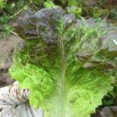 늘갓농장 이미지