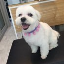 말티스토리 이미지