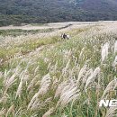 사자평 이미지