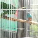 오색약손 이미지