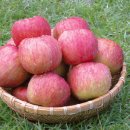 벽천농장 이미지