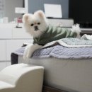 펫테리 | 강아지 계단 올미오펫! 푹푹 꺼지지 않아 슬개골 탈구 예방 굿!