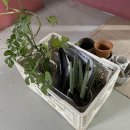 보라꽃화원 이미지