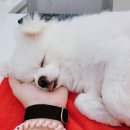 도림하나동물병원 이미지