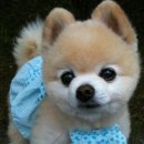 귀여운 강아지 이미지