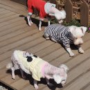 명품견 | 거제 가조도 애견동반 가능한 식당 가조도맛집 계도마을회식당