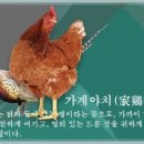 가계야치(家鷄野雉) 이미지