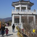 구례 산동 산수유 꽃 축제 이미지