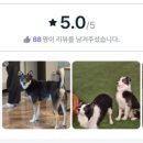 개놀자 이미지