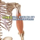 상완이두근(위팔두갈래근) 경근도수 이론 이미지