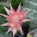 허브꽃농원 이미지