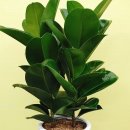 오부자로 이미지