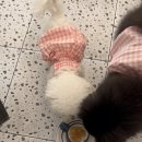 댕쓰마켓 네이버블로그