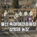 형제농장 | 울산 애견운동장 삼형제농장 베들링턴테리어 모임 후기
