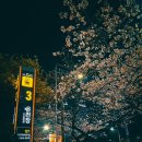 온천천일대7 | 부산 온천천 벚꽃 개화, 온천장 주변도 예뻐요 (왕사남 막차 탑승, 꼬리뼈 골절 이슈)