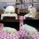 봉실농장 | 토끼 중성화 수술을 고민하는 분들께