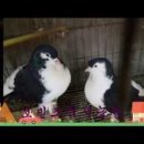 호빈조류새농장 이미지