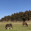 고향목장 | 제주 서쪽 여행 코스 성이시돌목장, 우유부단, 미스터밀크, 테쉬폰