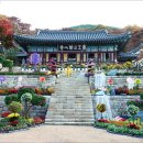 국화정원 이미지