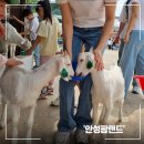 아이들과 함께 가볼 만한 곳, 안성팜랜드 방문 후기