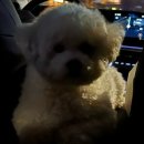 댕댕이 목욕탕 | 반려견/반려묘들의 목욕탕 댕댕이목욕탕대방점 이용 후기