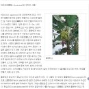 바나나플랜