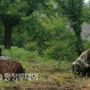 매포읍사무소 이미지