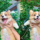 초록나무