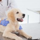 부자동물병원 이미지