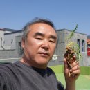 천일청과 이미지