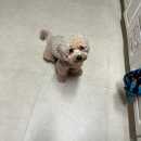 구르미맘마 | 인천 영종도 반려동물 수제간식 편식대장 금동이 강력추천 구르미맘마