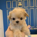 마이도그샵 | 부산애견샵 다녀온 솔직한 후기 :: 마이도그 강아지 부산점