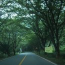 지리산화개깊은골 이미지