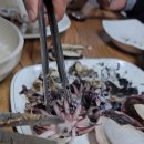 갑오징어짱 이미지