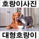 개와고양이 이미지