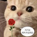 두라플라워 | [kukka후기] 꾸까 플라워클래스 후기 - 여름꽃학교
