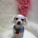 꽃길만 걷장 이미지