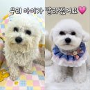 (대전 유성구)공간페로 애견미용실 (동백 후기!!)