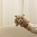 아메리칸 불리 하우스 이미지